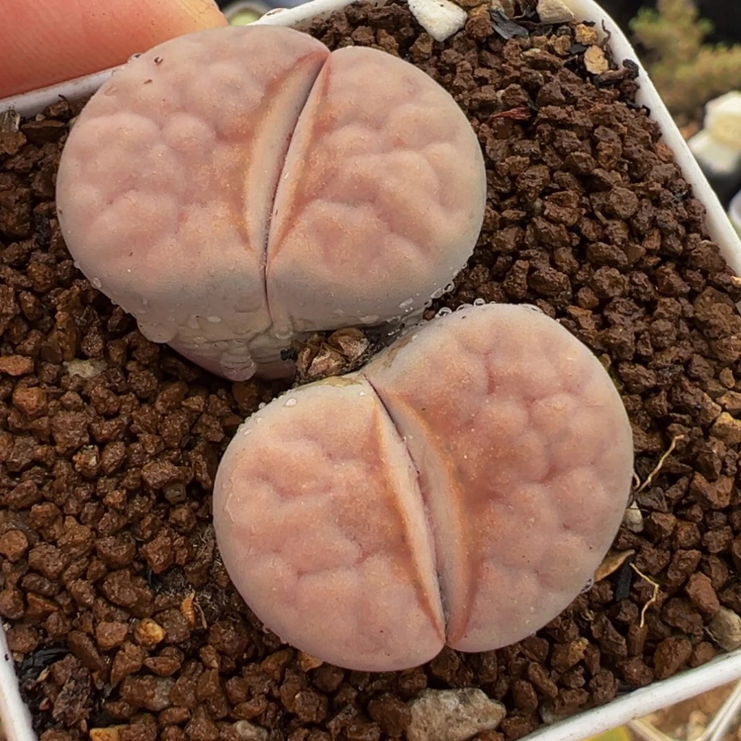 452多肉植物种类多样