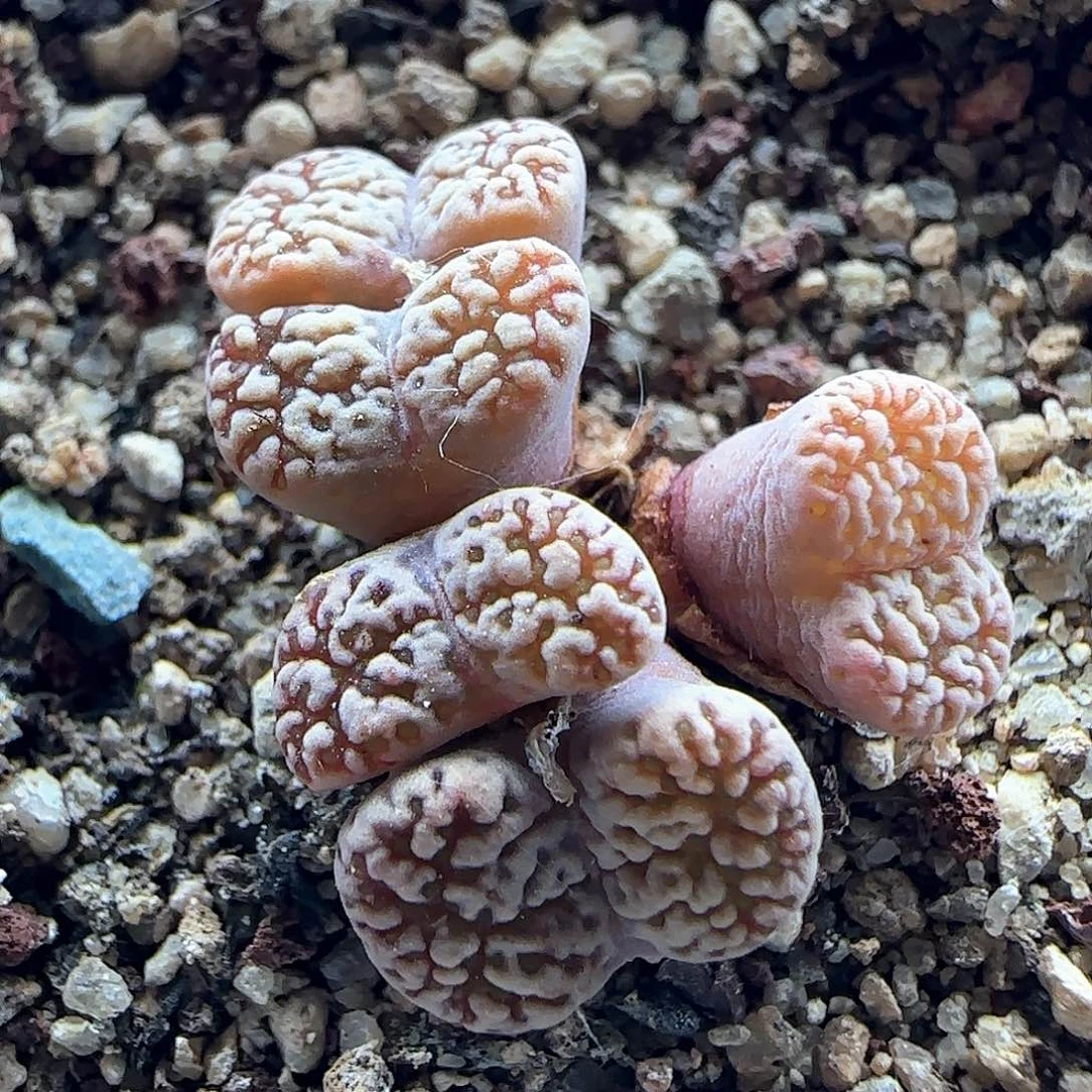 开播福利来啦39178