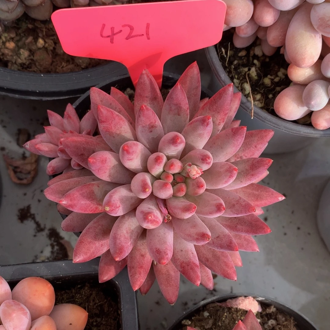 虞美人6262626377373