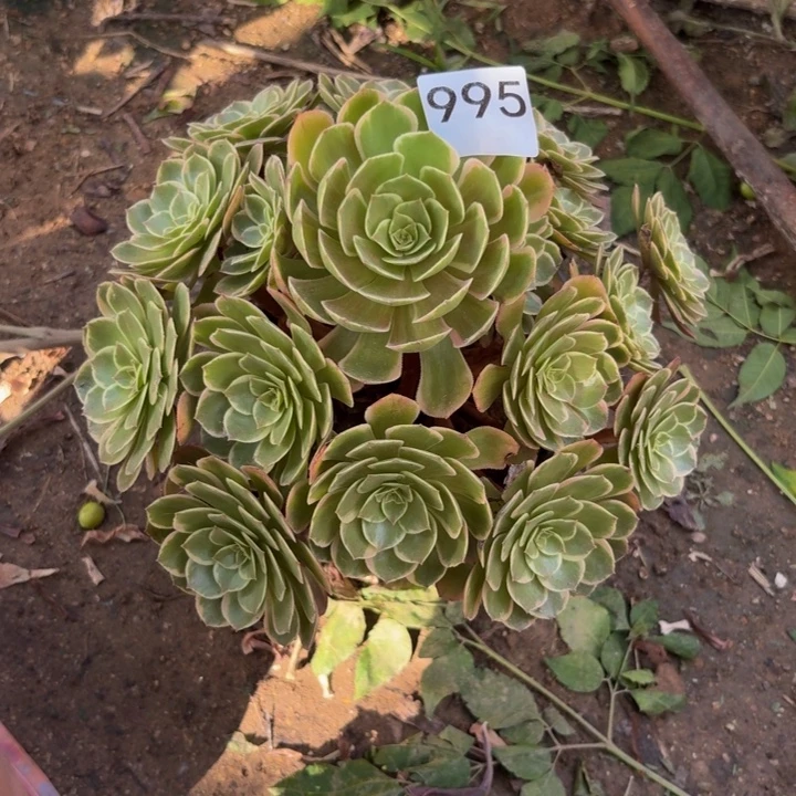 粉花夭多肉植物不包损995
