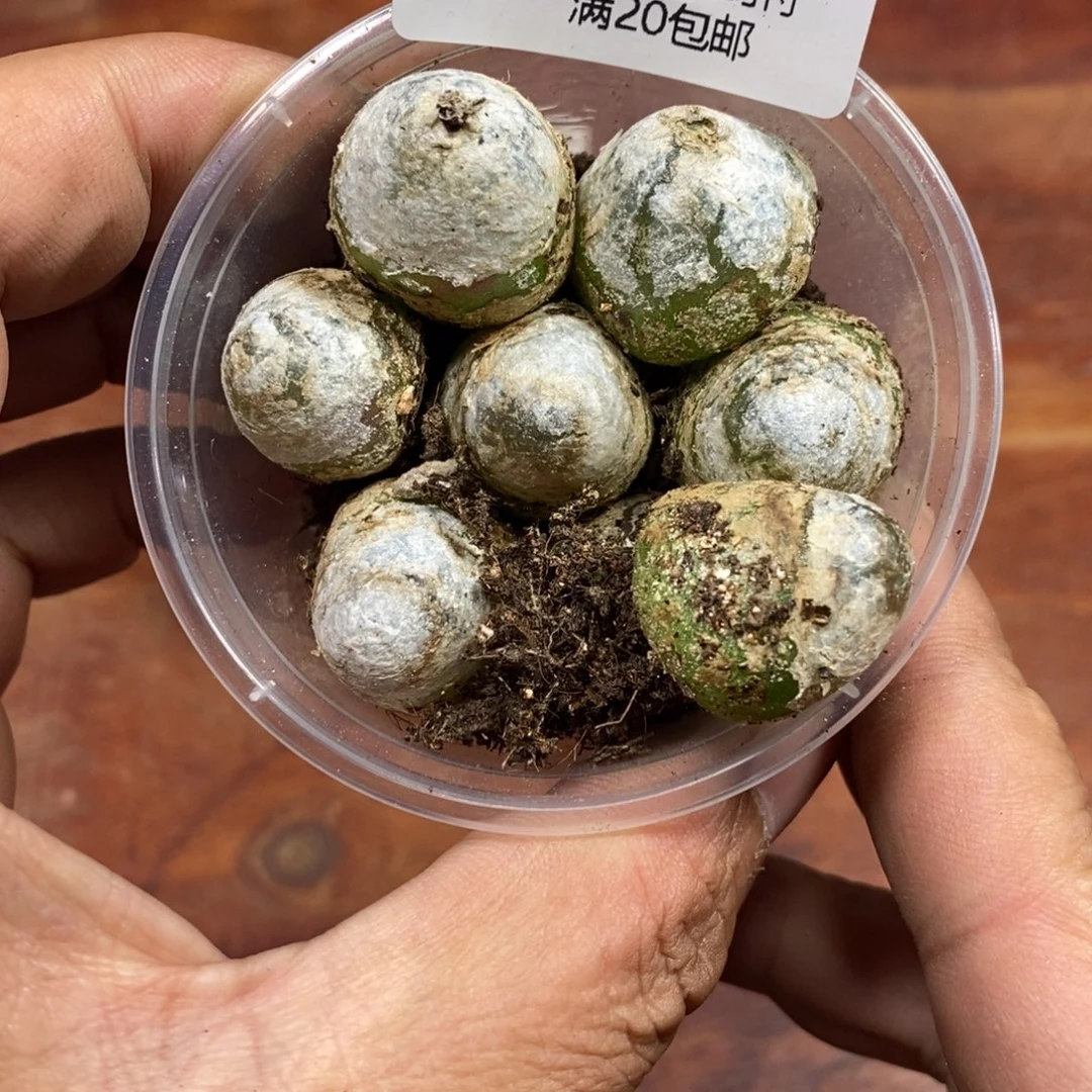 多肉蛋炒饭，感谢您相伴425