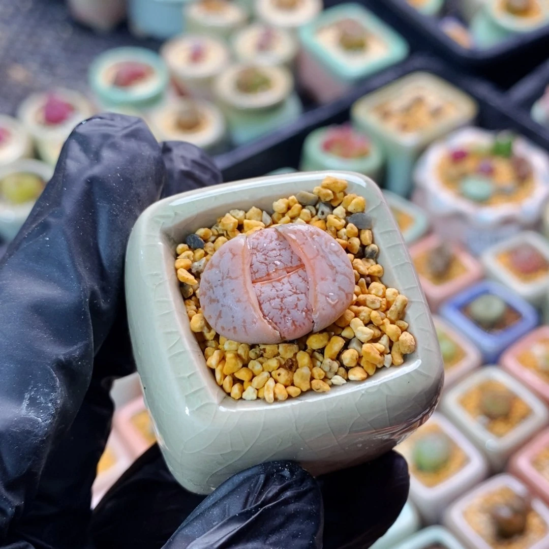 王*芬4135--一物一拍 带盆