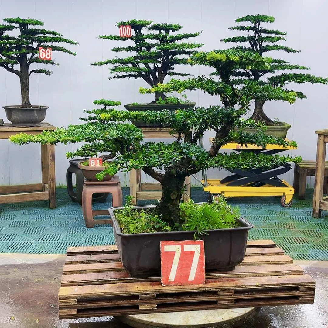 完全开放罗汉松盆景艺术