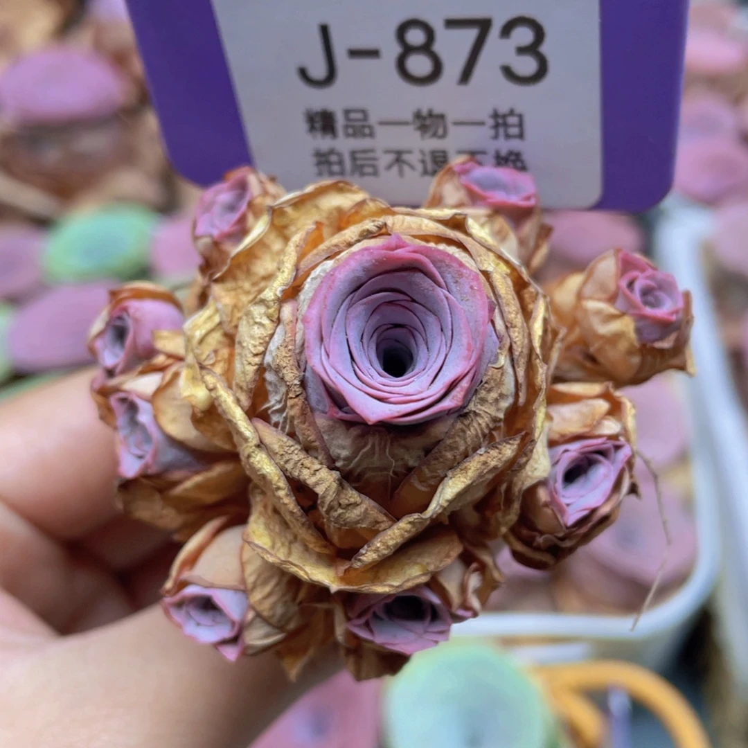 山地玫瑰J873满38包邮裸根发货不售后