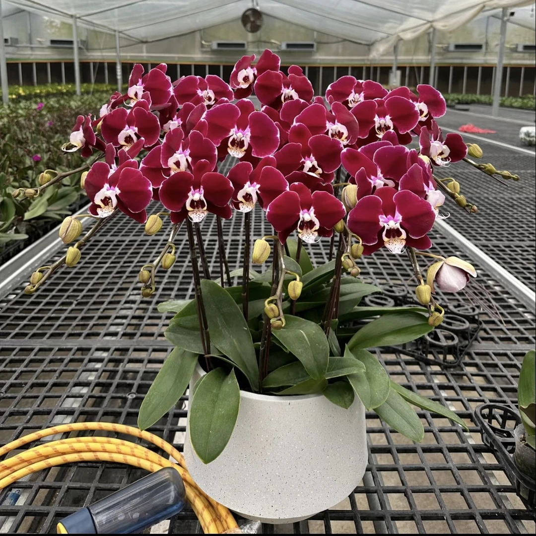 幻影蝴蝶兰 上海蝴蝶兰基地 明日达 同城专车配送上门