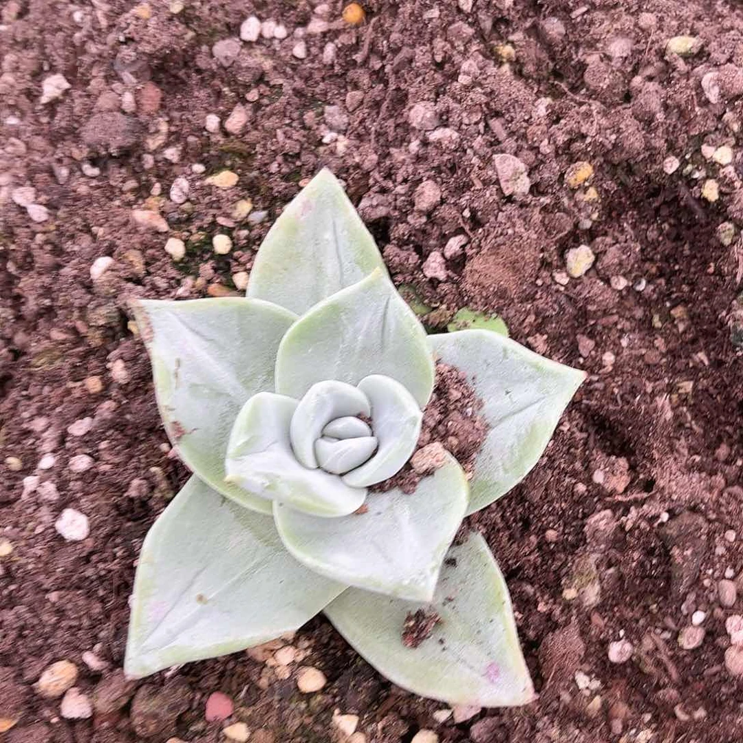 S****e6391帕翠啥仙女杯多肉