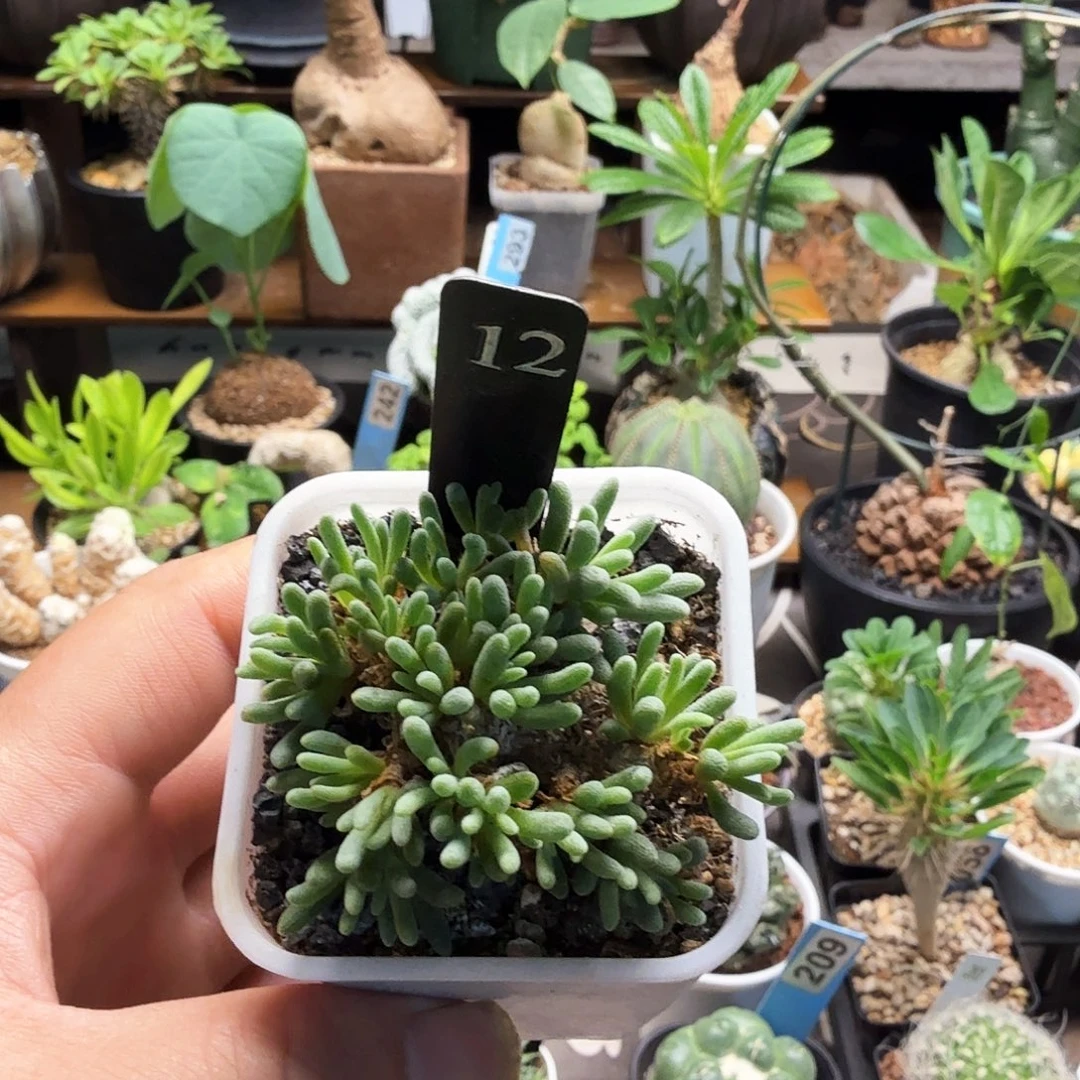 晶珊瑚12仙人球块根植物