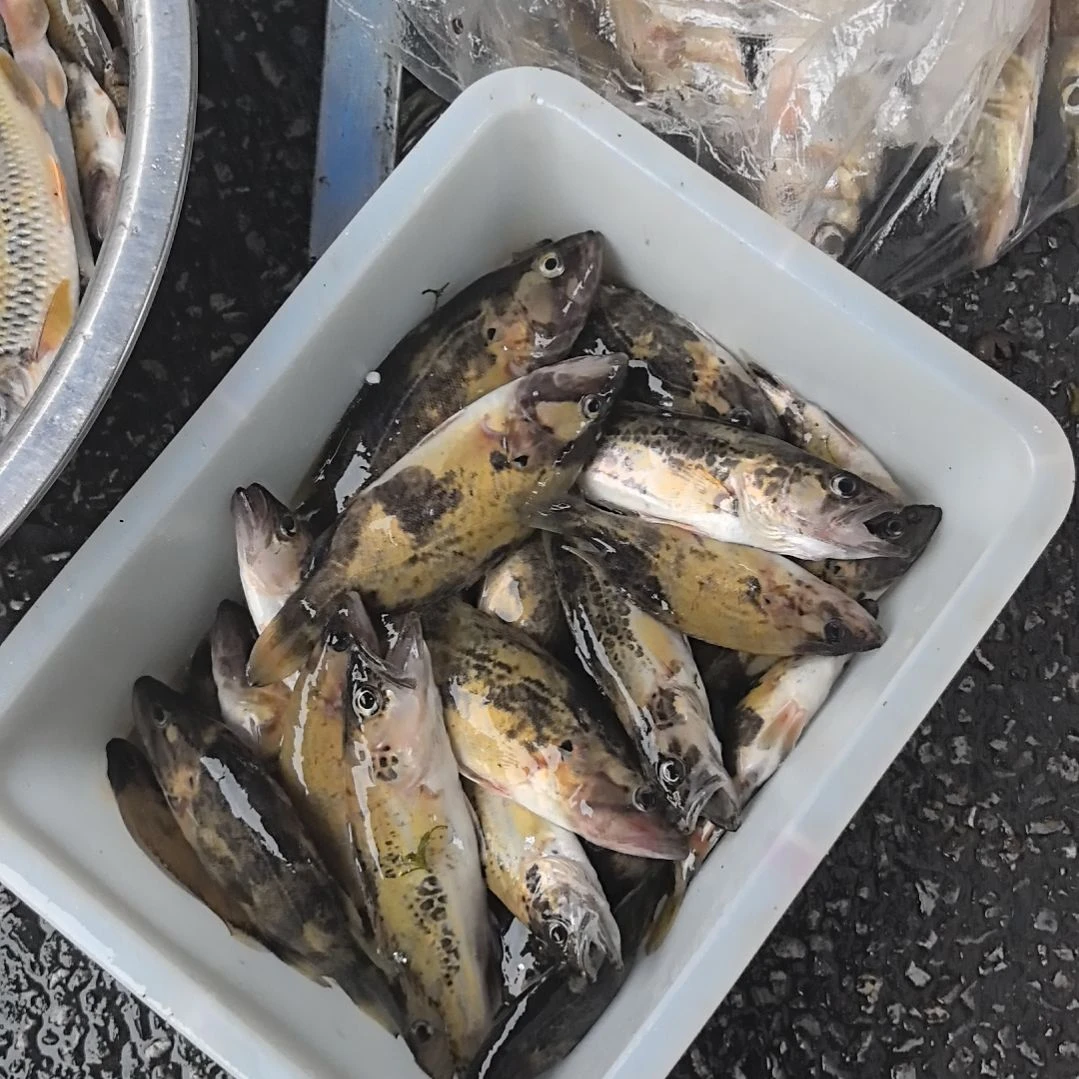 中国大陆36天食用农产品石台小李代购小桂鱼