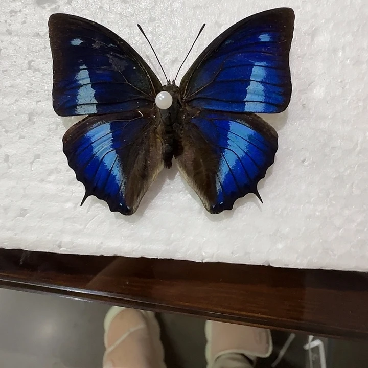 幸***会犬安蛱蝶蝴蝶标本压棉