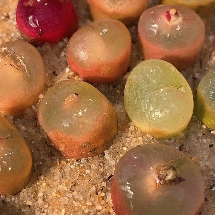 冰魄杂吕红一颗