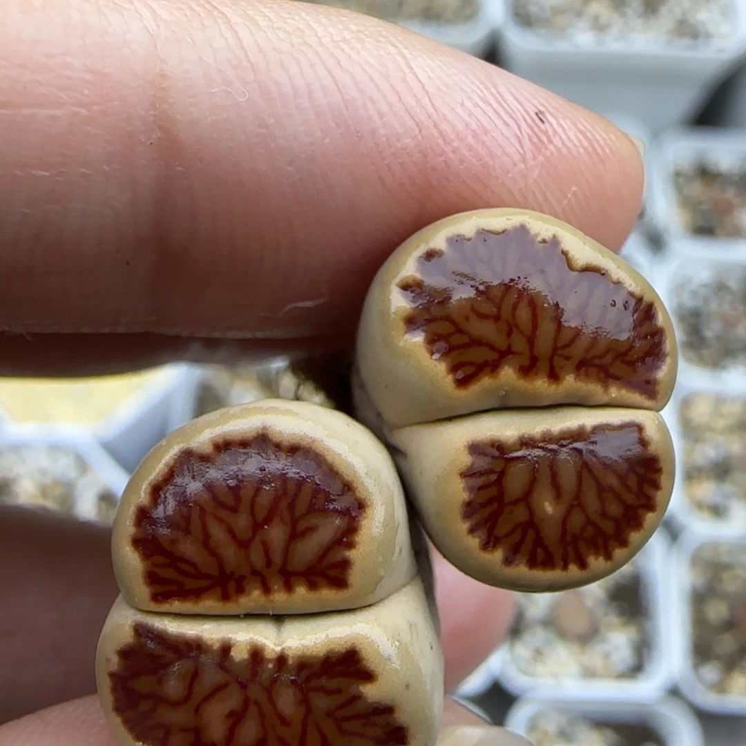 276双头母本菊清框福利30包邮