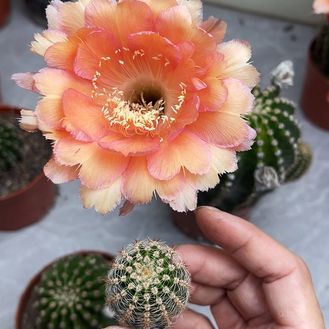 彩草心舞测芽2.5公分左右