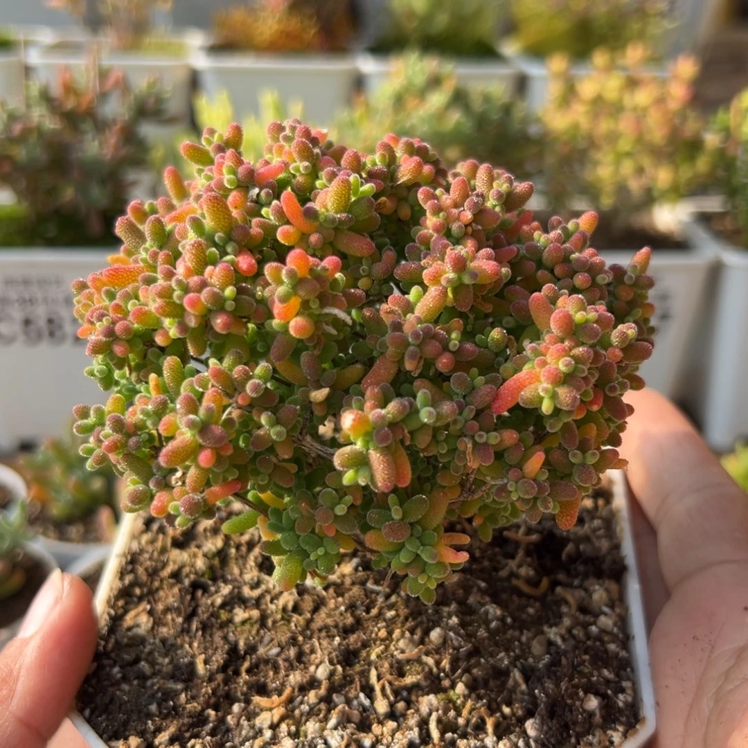 24-620枝干番杏蜜橘糖球老桩十方盆