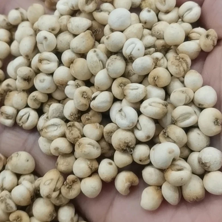 小宇助农山货  贝  非香菇