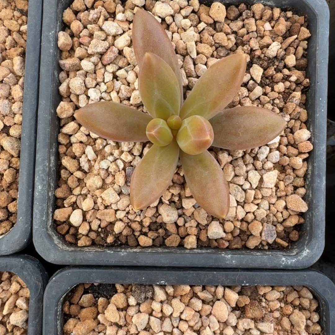 朵唯菲 薯条 一物一拍