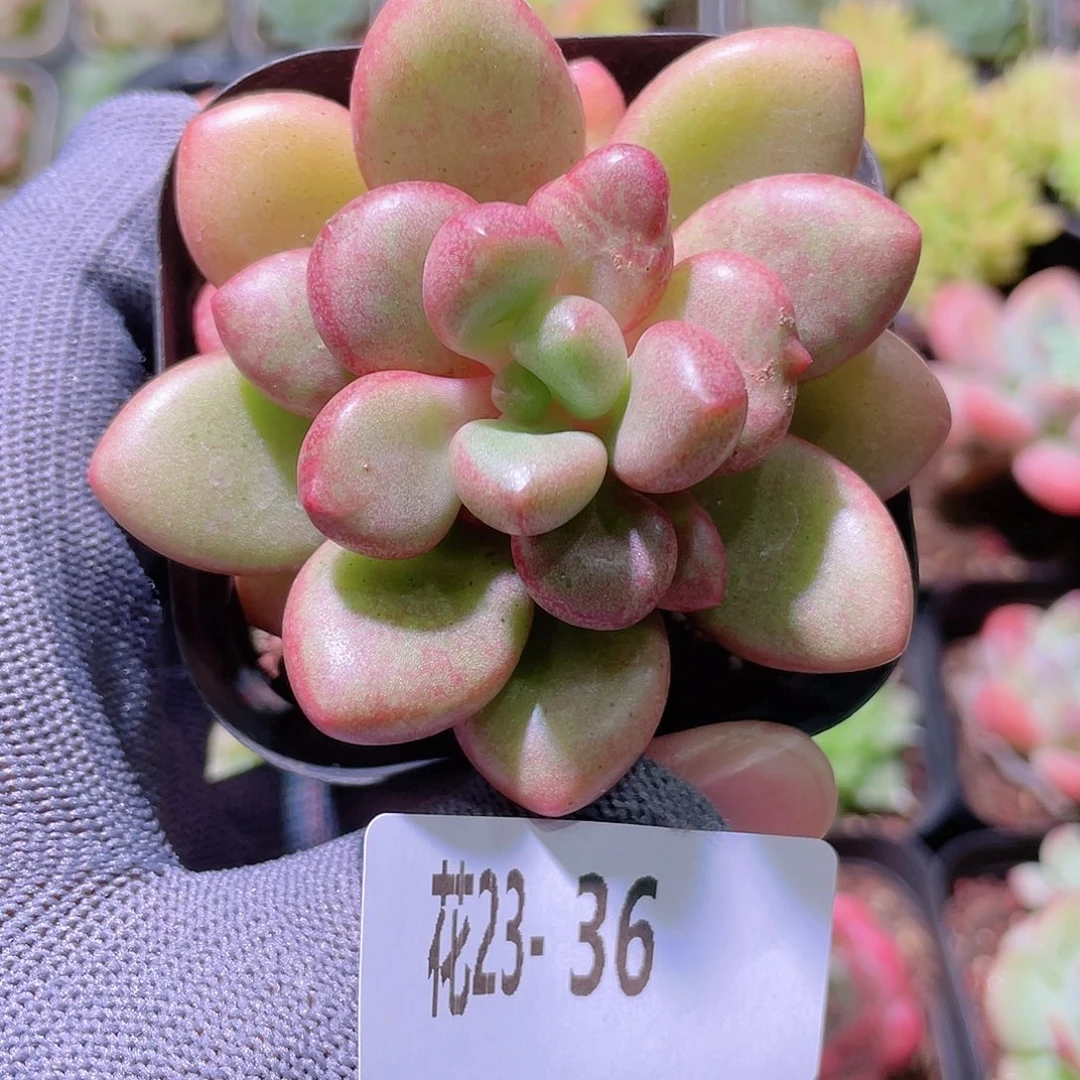 花利美23-36先锋派
