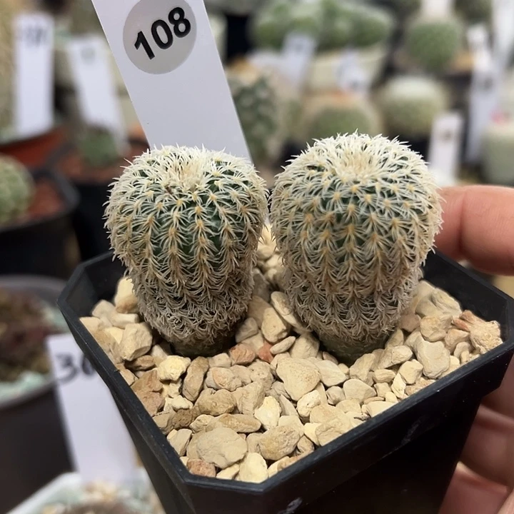 108号实生密刺丸两颗