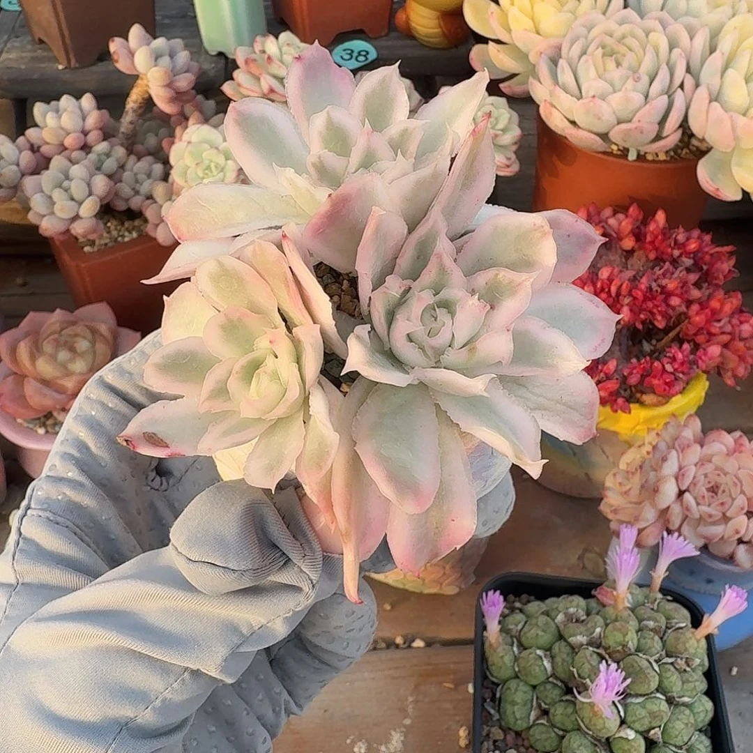 冰蝴蝶锦 多肉含盆土 一物一拍