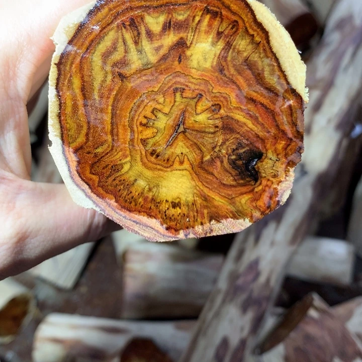 黄花梨/降香黄檀海南黄花梨