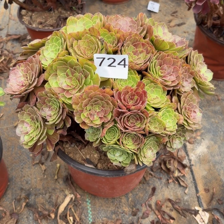 花月夜多肉植物不包损724