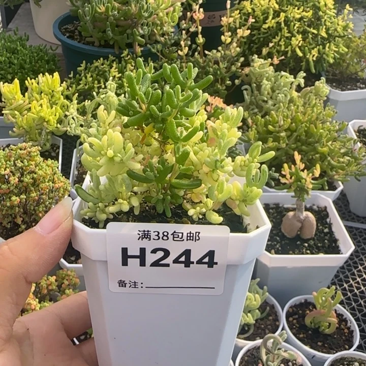 多肉植物枝干阴阳拉丝米粒锦7方