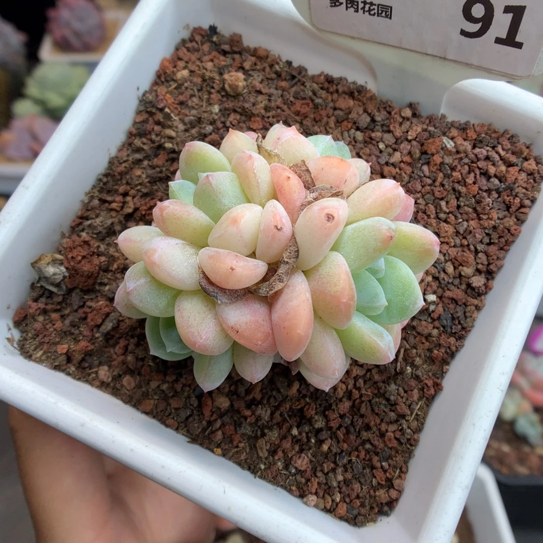 91四头冰玉多肉植物