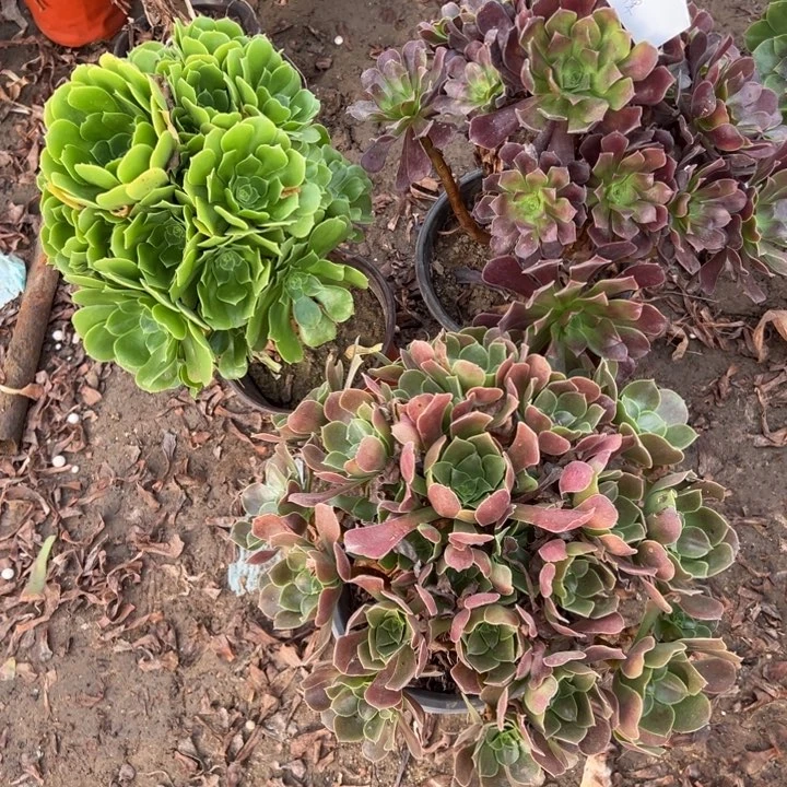 梦***坊11号3颗多肉植物，不包断头