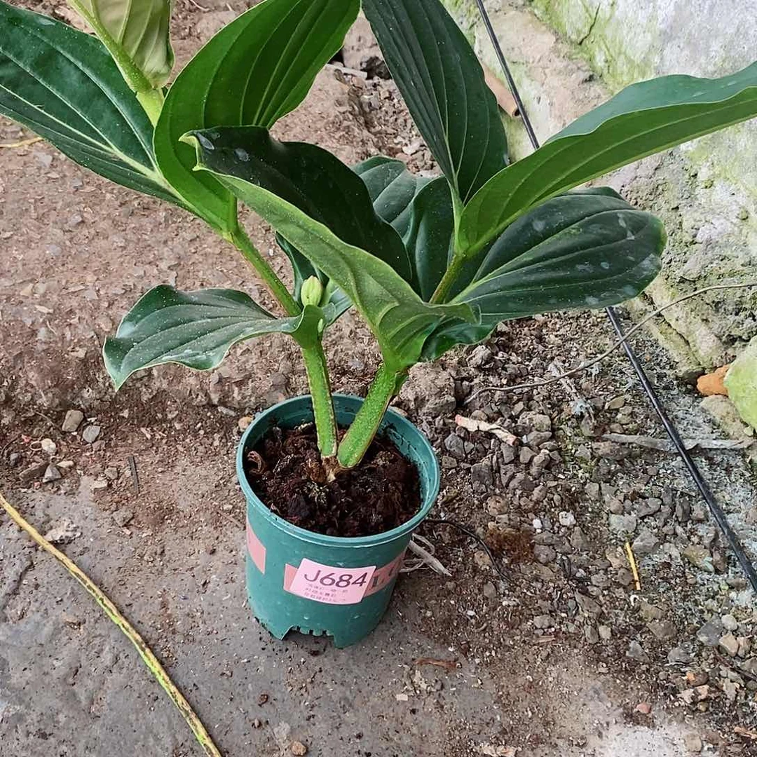 无花朵大****6木本花卉684