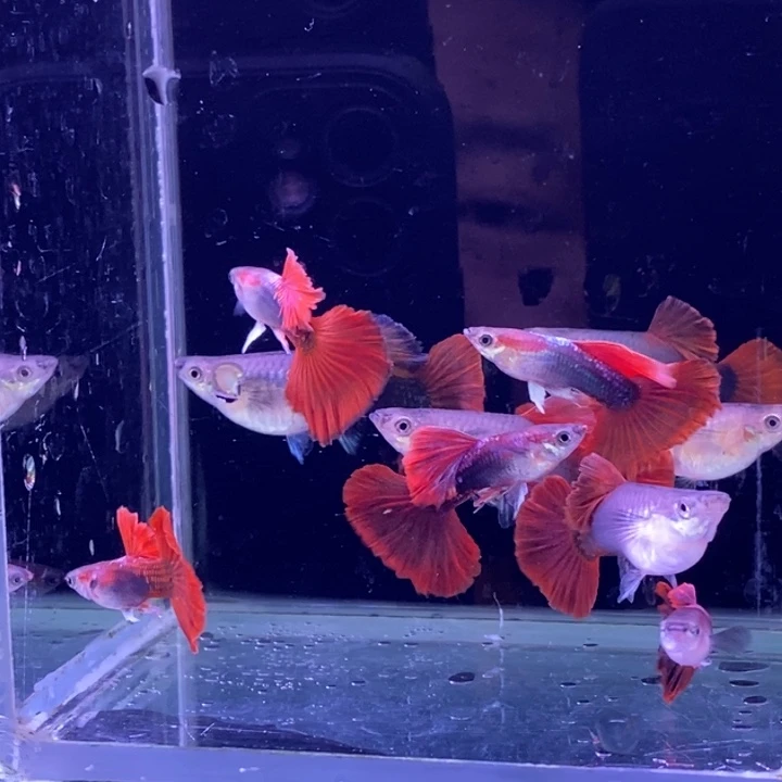 孔雀鱼大尾扇子10条包邮