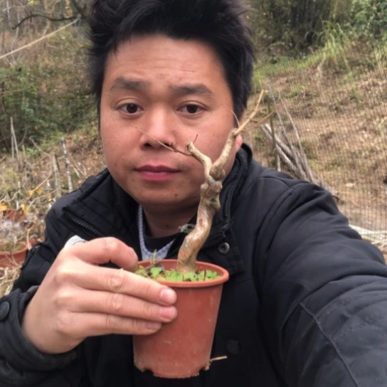 盆景素材盆景载绿植超*