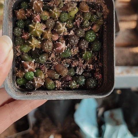 478仙人球福利来啦