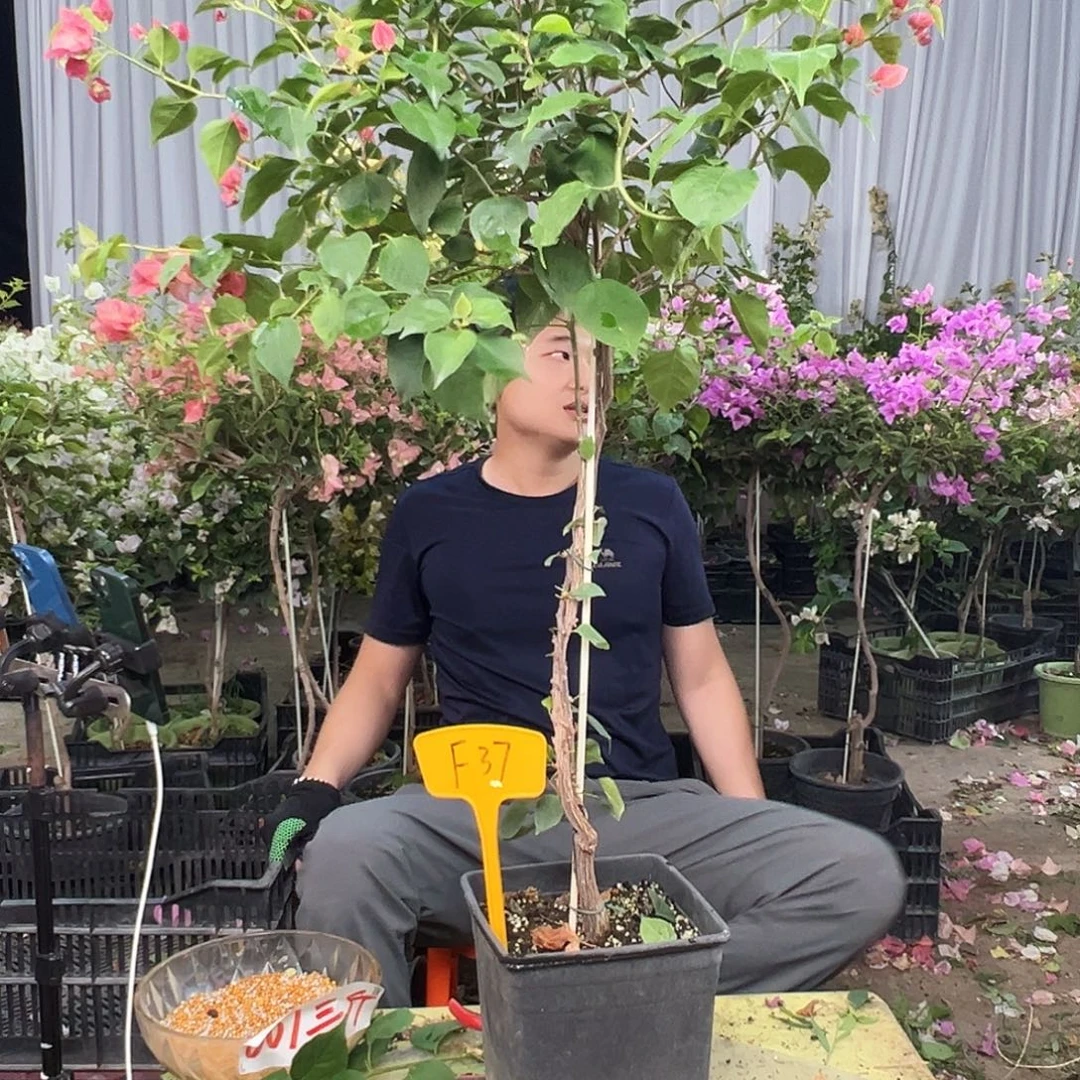 陶***Z大部分花苞少量开放F37不甜西瓜