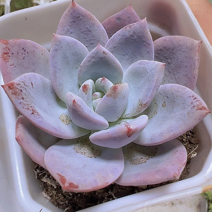 嫦娥19包邮多肉植物