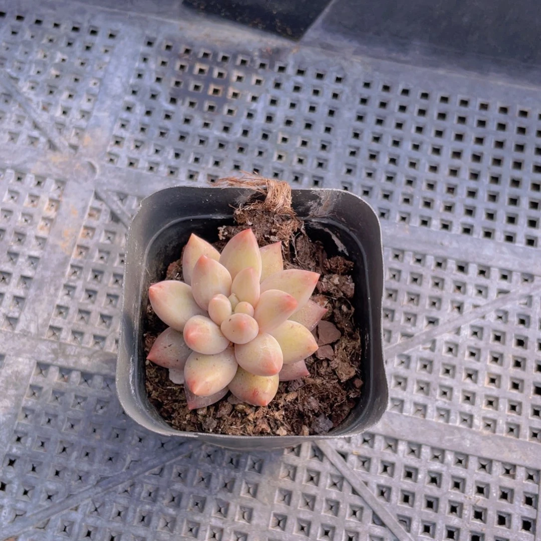 红蜻蜓多肉植物多肉