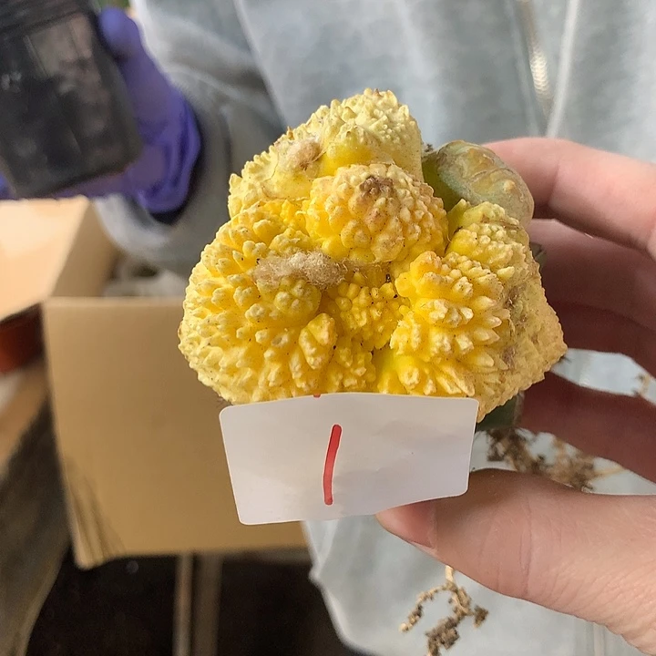 毛***毛岩牡丹锦1号。。。。。。。。。