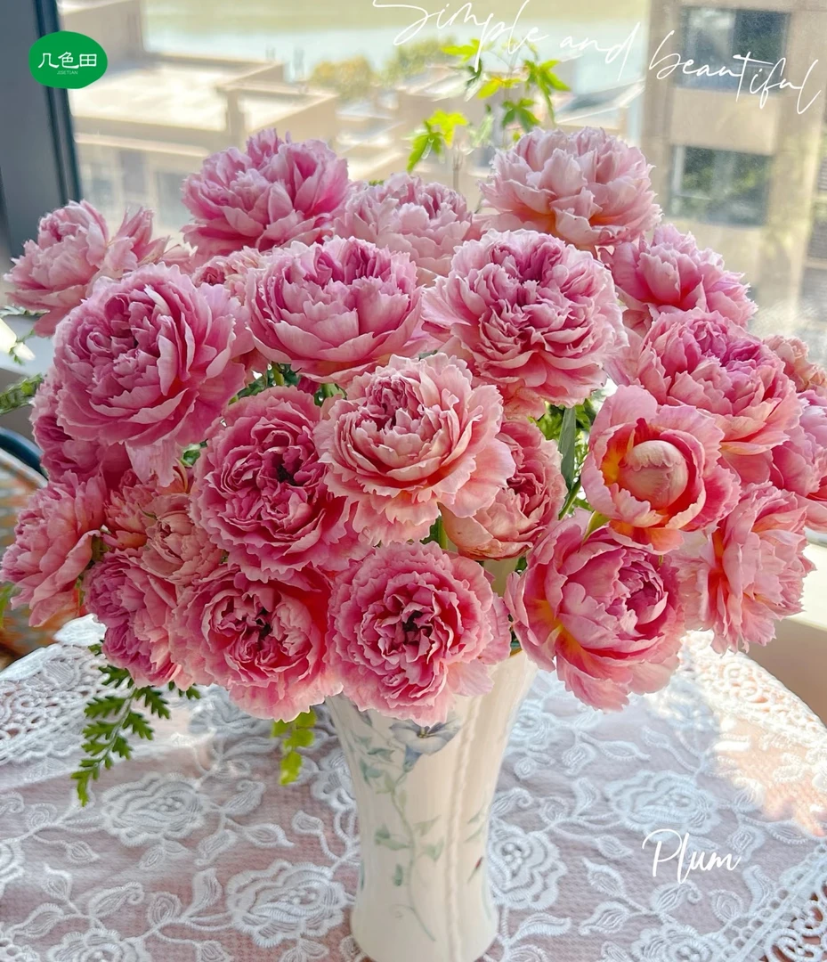 多头织锦-稀有玫瑰（实物以直播间展示为准）云南直发鲜花云南花插