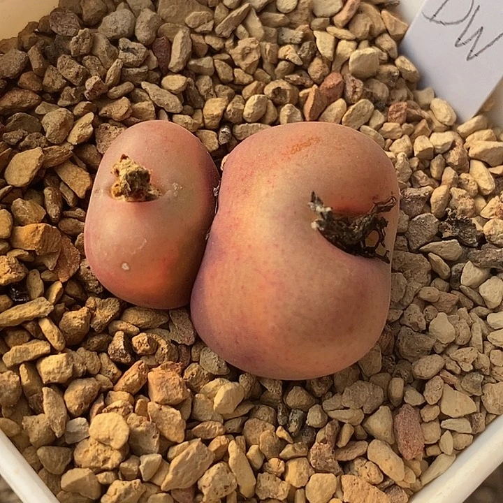 16549吕氏母本一颗