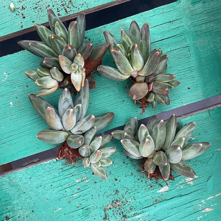 ?***✨梵高两凤羽两