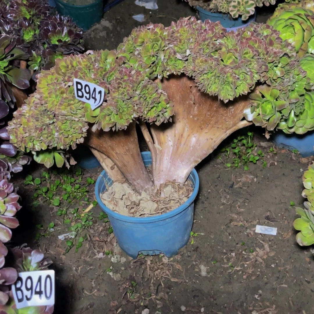 玫瑰法师14-7包邮