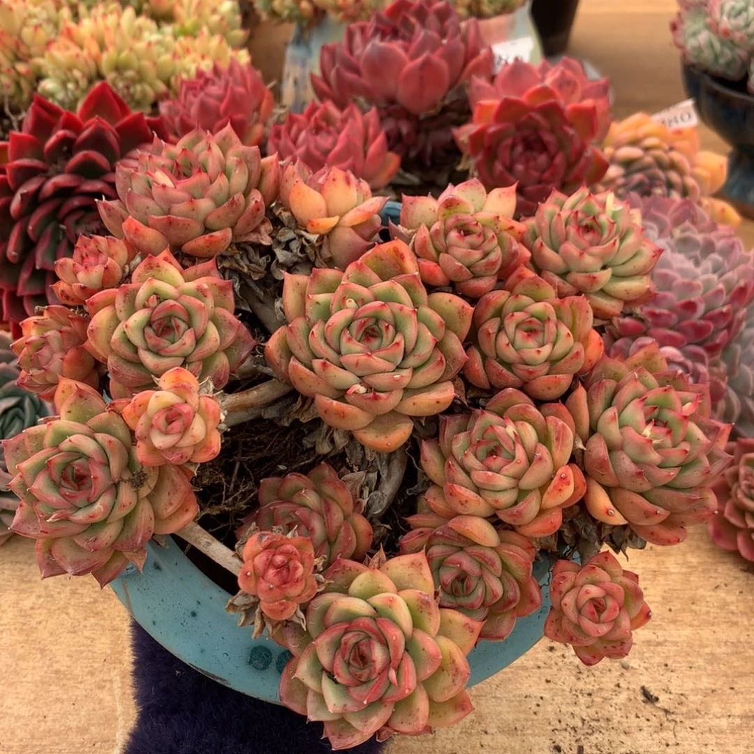 6428新年快乐发发发