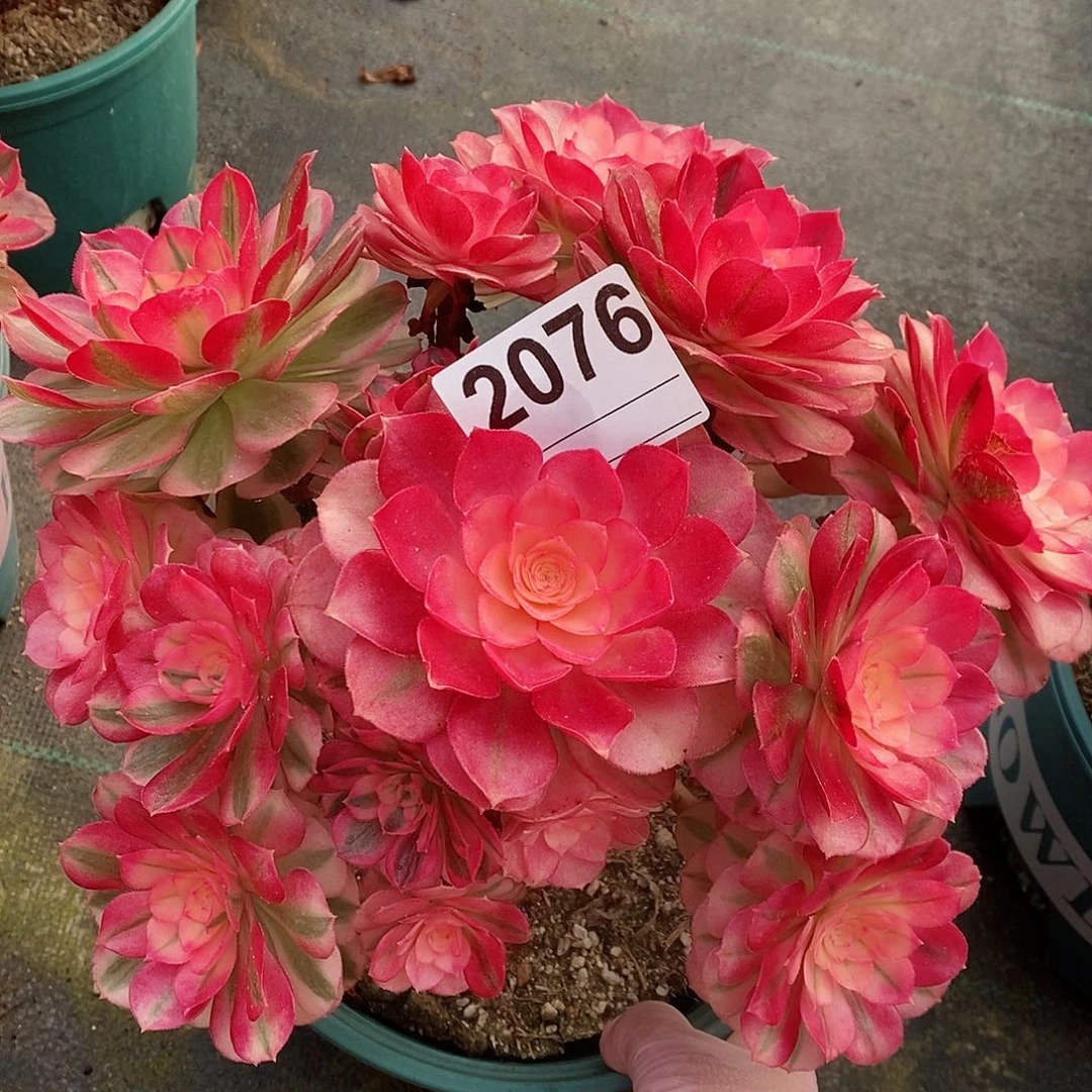 红陶2076倾城4官服20以上