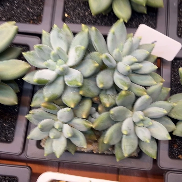 ****6哥特萝莉一物一拍