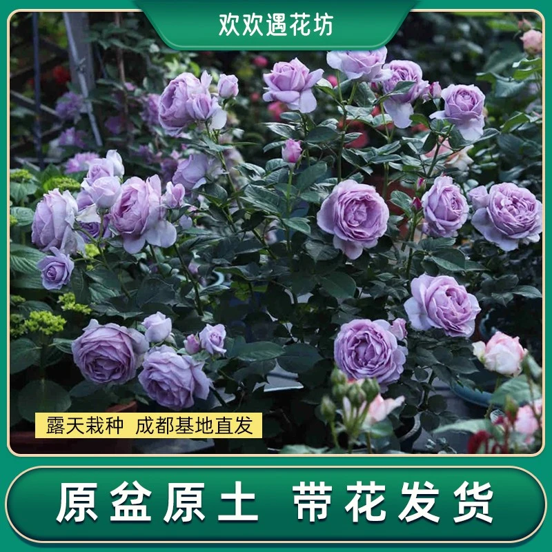 蓝色风暴露天灌木月季阳台楼顶多季节重复开花好养活