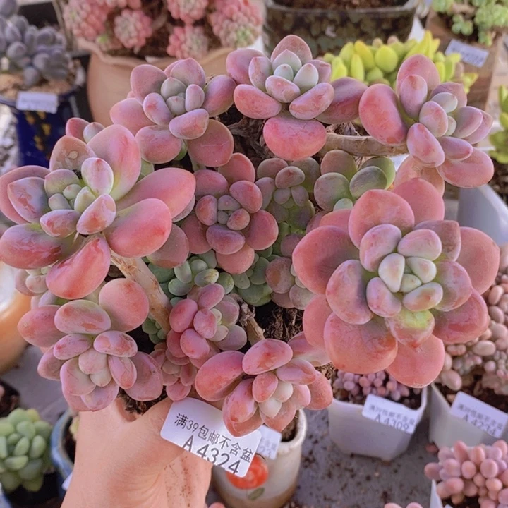 樱花洛神16cm4324多肉植物