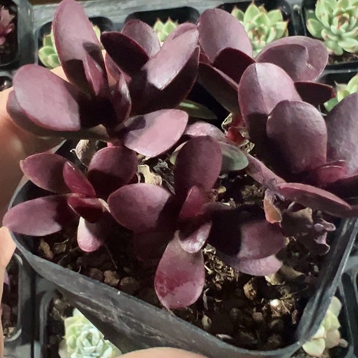 紫蝶精品多肉植物大战