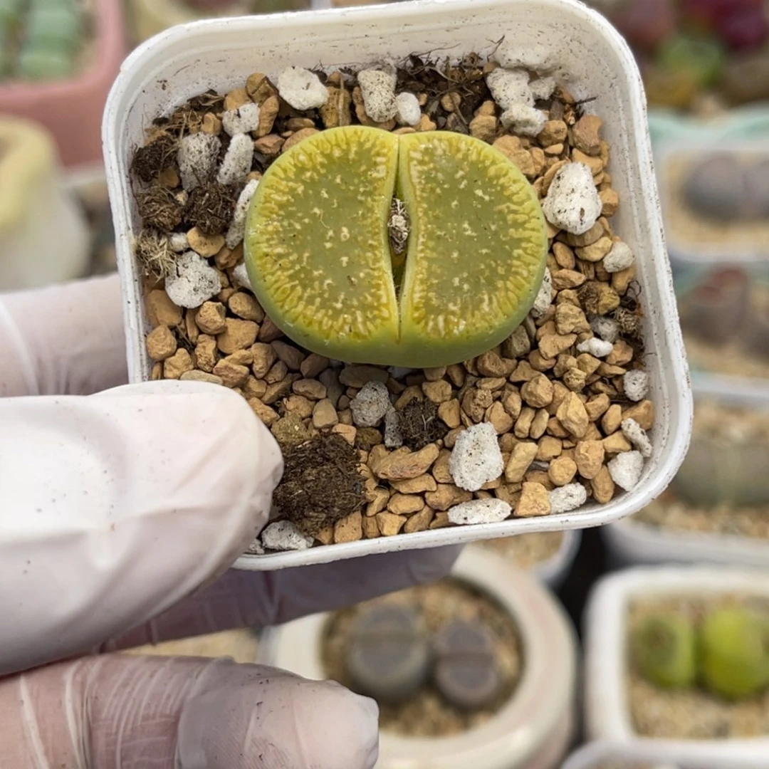 多肉植物一物一拍154