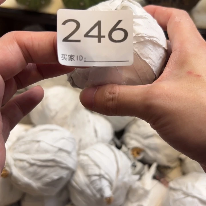 ◎***A兜星球仙人球246号球