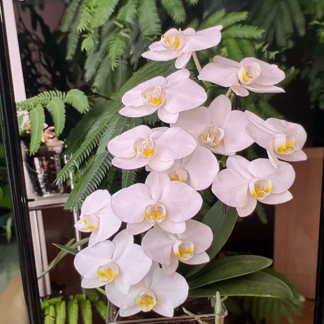 当前无花栽培后可以开花双剑阿玛，凑单发货