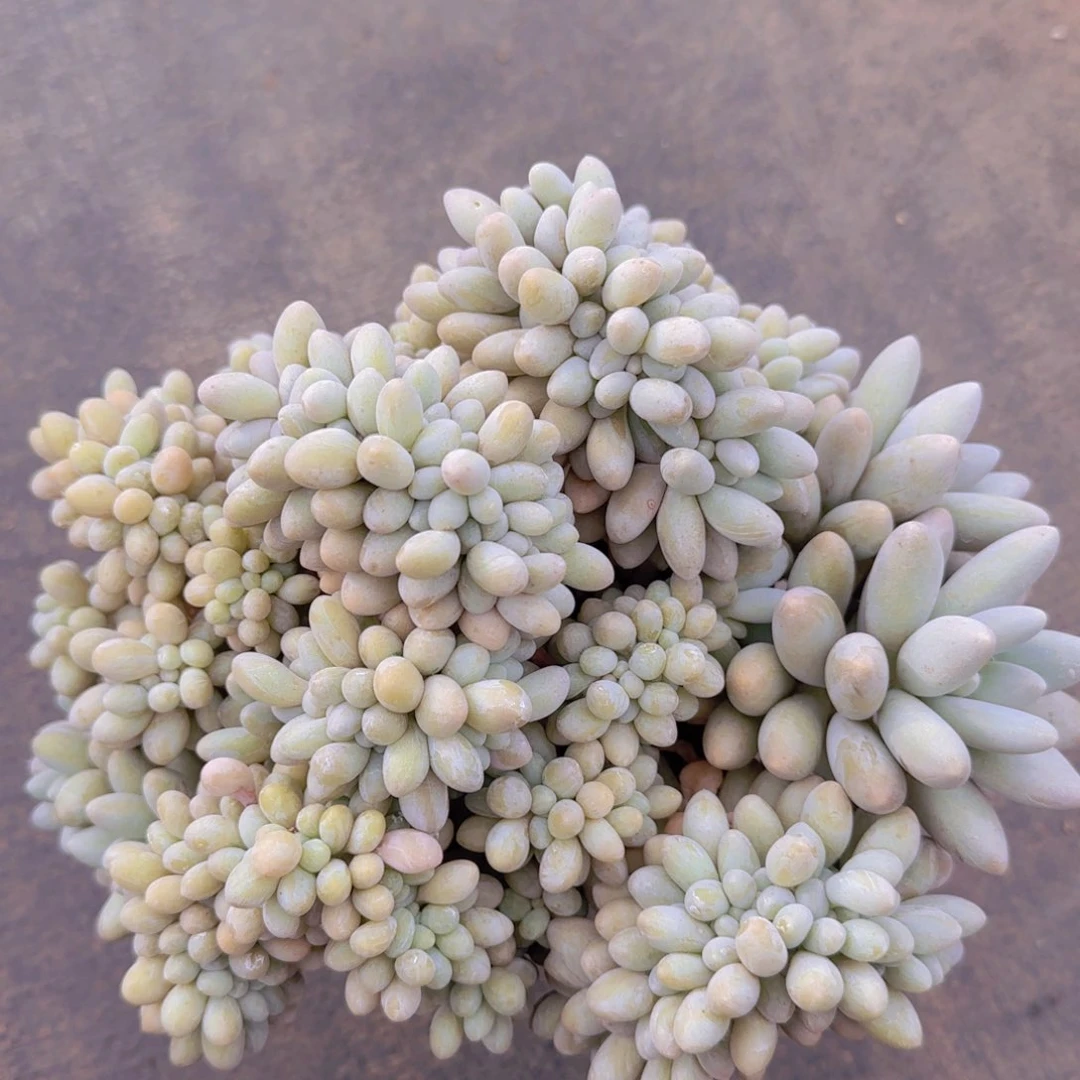 汤圆缀化多肉植物