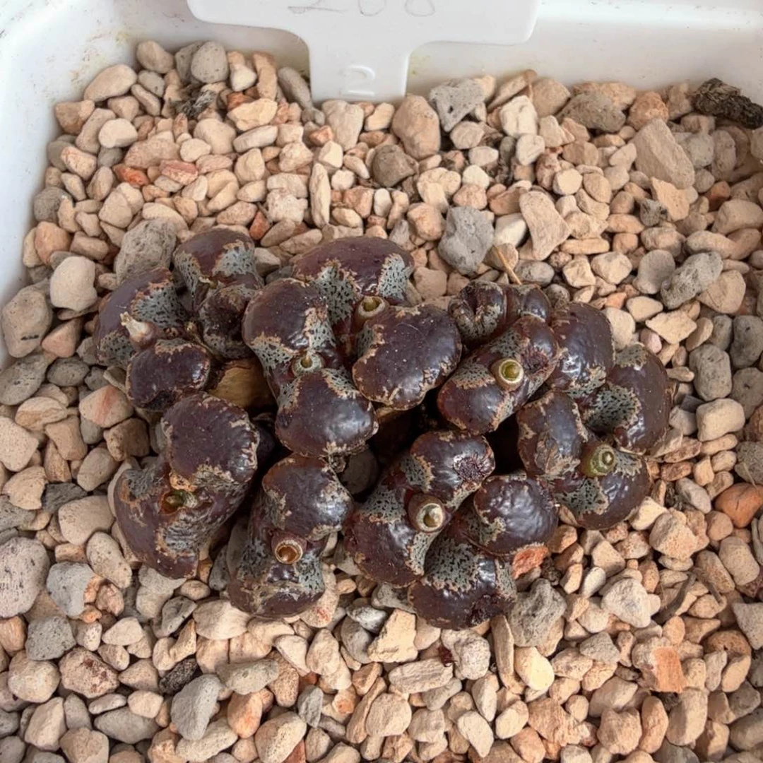 江南超蝶 9-26-L49。